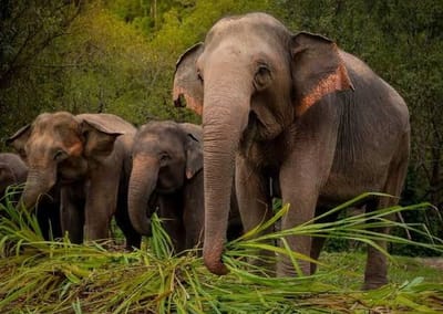 Elefanten-Schutzgebiet Phuket